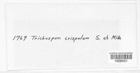 Image of Trichosporum crispulum